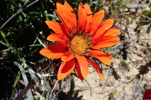 Image of Gazania rigida by no rights reserved