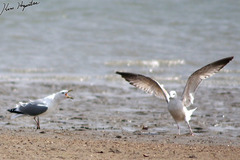 Larus fuscus heuglini