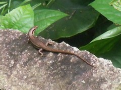 Trachylepis sechellensis