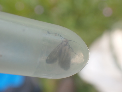 Cauchas rufifrontella