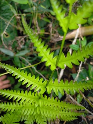 Image of Pteris fauriei by (c) Yu-Chang Chen, some rights reserved (CC BY)