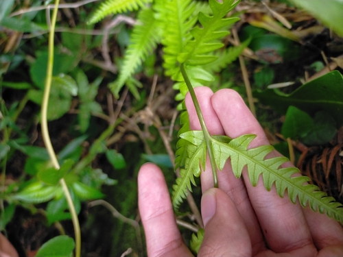 Image of Pteris fauriei by (c) Yu-Chang Chen, some rights reserved (CC BY)