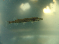 Esox americanus