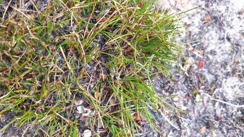 Image of Schoenus breviculmis by (c) Rosalie Lawrence, some rights reserved (CC BY)