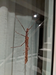 Trachythorax maculicollis