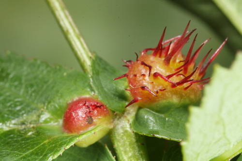 Diplolepis spinosissimae