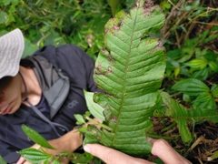 Yu-Chang Chen, CC BY, iNaturalist via GBIF Bosmania membranacea, photograph Yu-Chang Chen, CC BY, iNaturalist via GBIF