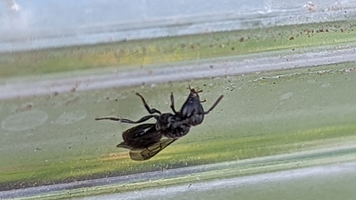 Anthracite Masked Bee photographed in Hawaii