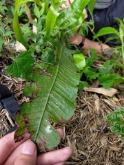 Bosmania membranacea, photograph Yu-Chang Chen, CC BY, iNaturalist via GBIF