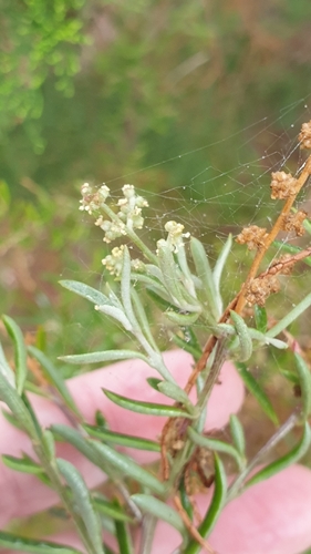Fleshy Saltbush (Chenopodium wilsonii)