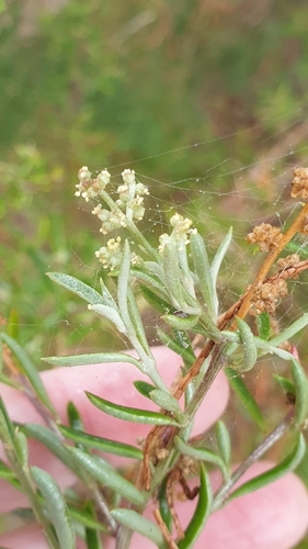 Image of Chenopodium wilsonii by (c) Rosalie Lawrence, some rights reserved (CC BY)