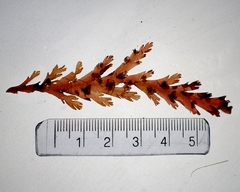 Odonthalia dentata