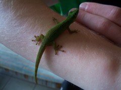 Phelsuma
