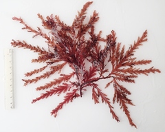 Odonthalia dentata