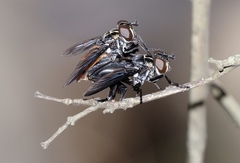 Galactomyia