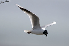 Saundersilarus saundersi