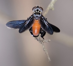 Galactomyia