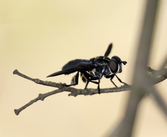 Galactomyia