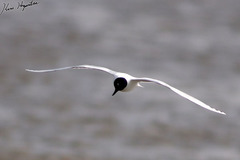 Saundersilarus saundersi