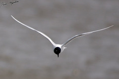 Saundersilarus saundersi