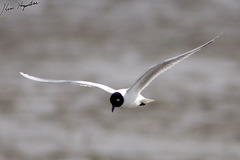 Saundersilarus saundersi