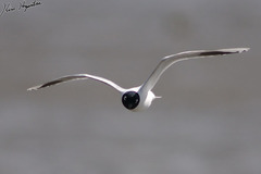 Saundersilarus saundersi