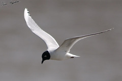 Saundersilarus saundersi