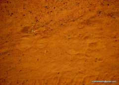 Panthera pardus fusca