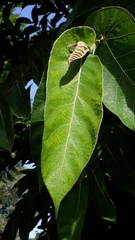 Ficus semicordata