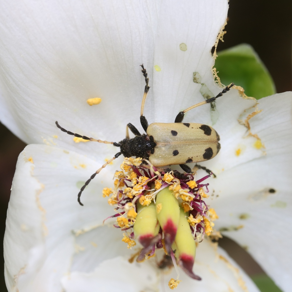 Brachyta bifasciata