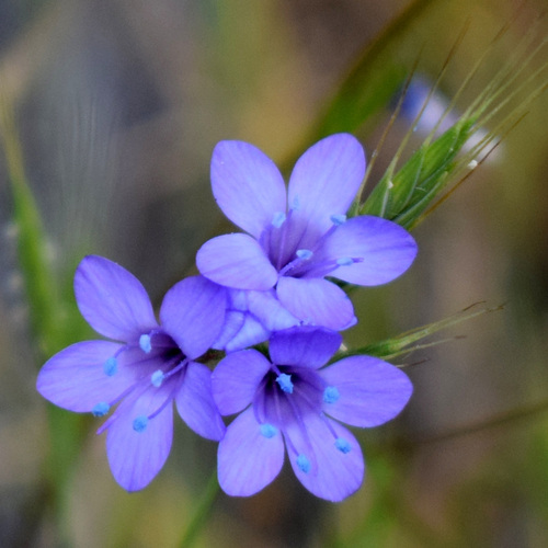California gilia (Gilia achilleifolia)