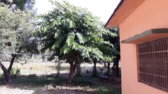 Ficus semicordata