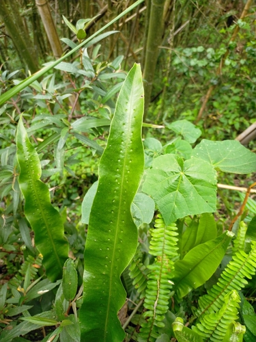 Lepisorus fortuni
