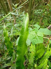 Lepisorus fortuni