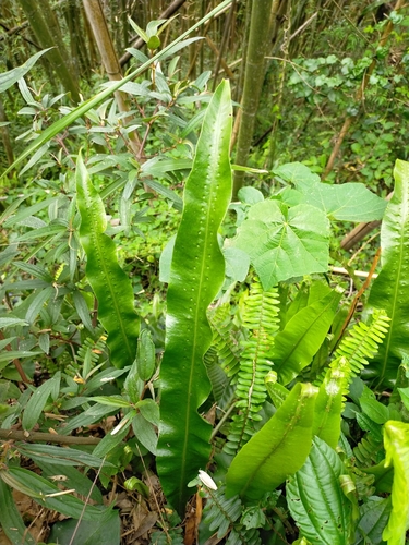 Lepisorus fortuni, photograph 1