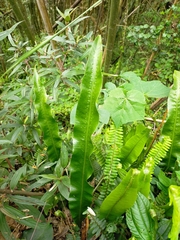 Lepisorus fortuni, photograph Yu-Chang Chen, CC BY, iNaturalist via GBIF