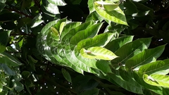 Ficus semicordata