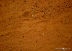 Panthera pardus fusca