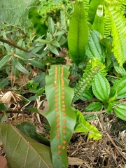 Lepisorus fortuni, photograph Yu-Chang Chen, CC BY, iNaturalist via GBIF