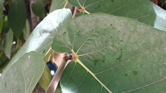 Ficus semicordata