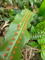 Lepisorus fortuni, photograph Yu-Chang Chen, CC BY, iNaturalist via GBIF