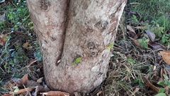 Ficus semicordata