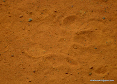 Panthera pardus fusca