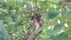 Ficus semicordata