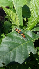 Oncopeltus varicolor varicolor