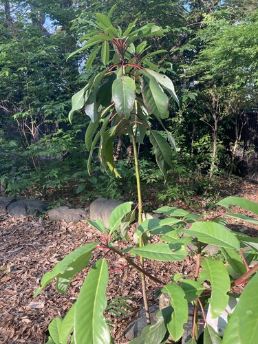 Daphniphyllum macropodum iNat (1)
