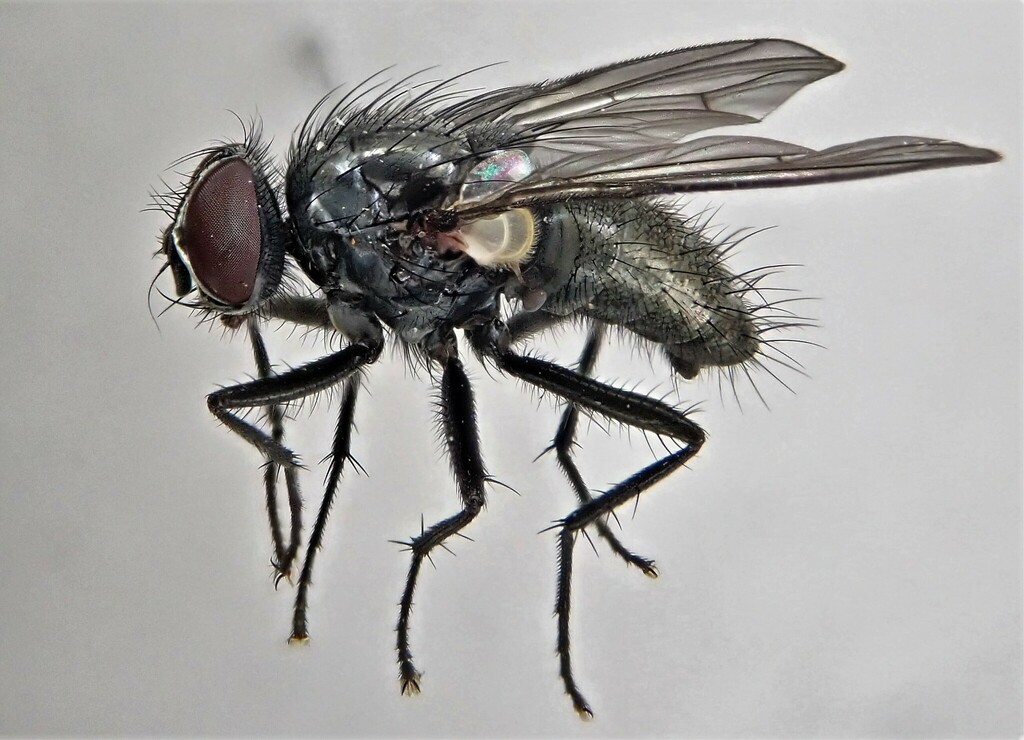 Phaonia halterata