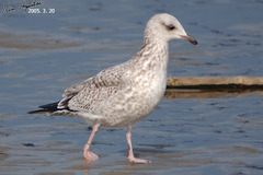 Larus fuscus heuglini