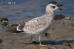 Larus fuscus heuglini
