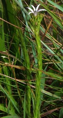 Wahlenbergia huttonii